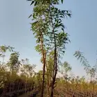 جميع انواع الشتل ترنمري جلوكا سدر طلح فكس لبح