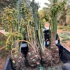 نخل نخيل فروخ خلاص عجوه سكري برحي صقعي مجدول عنبره خضري برني