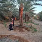 نخل للبيع بجميع انواعه