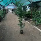 مشتل مانجو ورود