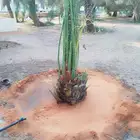 يوجد لدينا جميع انواع النخيل المثمره وجميع المقاسات المختلفه