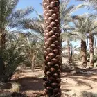 يوجد لدينا عمال تكريب قلع غرس تحويض من يريدلتواصل