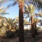 نقوم بتكريب النخيل وتنضيف وجراد وقلع وغرس وتحويض التواصل