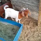 تيس هجين بورقوت على محايلي