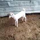 جفرة برصا عمرها حول الشهرين