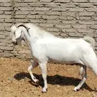 تيس بيشي ابرص صنف الصف