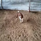 تيس محايلي فل شحم لبني