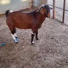 تيس محايلي هجين بورقوت مستوي جبار