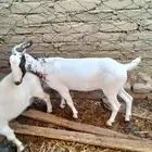 جفرة هجين بيشي على محايليه بيضا