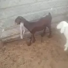 تيس هولندي أدبس