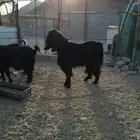 تيس حار