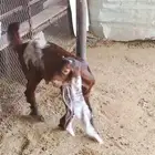 تيس هولندي لباني