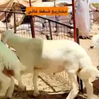 طليان مشاريع فحول