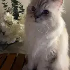 احتاج مكان او شخص ياخد قطط للتبني ويكون يخاف الله