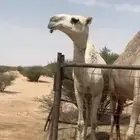 بكره رمانيه لقيه تجذع الشتاء الجاي وسليمه جميع العذاريب
