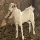 للبيع التيس