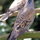 قمري حي 3 أجواز