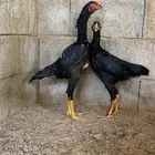 شامو الماني