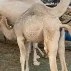 قعدان