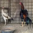 دجاج شامو ياباني