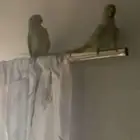 درة هندي