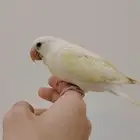 فرخ روز اليف