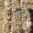 قصب ذره شاميه مخلوطه بحشايش شد جندير