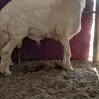 مشروع فحل فاخر