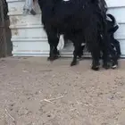 عارضيه صنف الصنف فاخر وحليب وافر