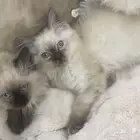 قطط كيتن للبيع