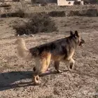 جيرمن شيبرد ذكر الحجم الكبير كنج للبيع