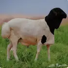 برابر لباني