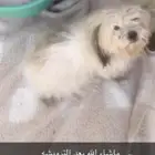 كلبه مالتيز