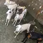 جفار للبيع