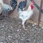 ديوك للبيع