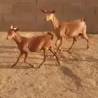 عنز جنوبيه معها تيس