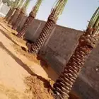 السلام عليكم ورحمة الله وبركاته يوجد الدينا نخل عربي واشنطني