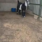 تيس عارضي اجم مستقبل فحل