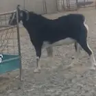 الماعز الحو العربي