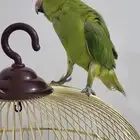 ببغاء