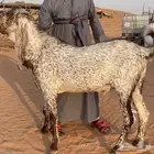 كشميري مطور فاخر صنف ثني