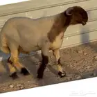 خروف فحل جذع خصم