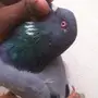 حمام هندي كسوري