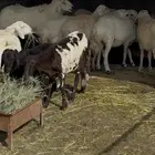 سواكنيه ربع مع ولدها ومضربه الأم