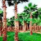 نخل واشنطني زينه واشنطن للبيع والتوريد