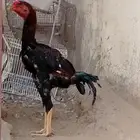 ديك شامو الماني