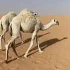 للبيع قعود
