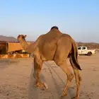 بعير للبيع