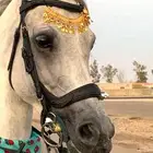 فرس شعبيه تنافس الواهو
