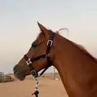 حصان سبوققق وشيخخ